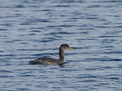 Red-necked Grebe