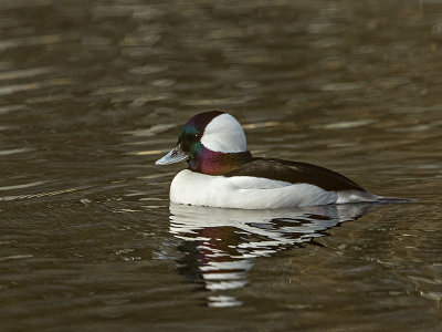 Bufflehead