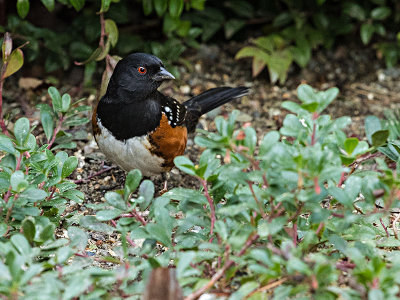 Spotted Towhee