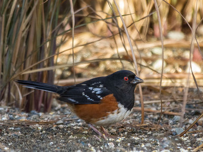 Spotted Towhee