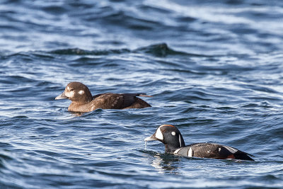 Harlequin Ducks