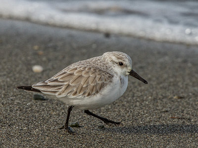 Sanderling