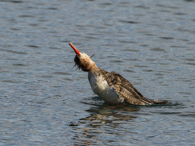 Red-breasted Merganser