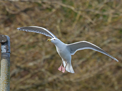 Glaucous-winged Gull