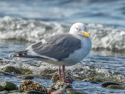 Western Gull