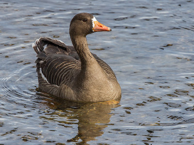 Greater White-fronted Goose