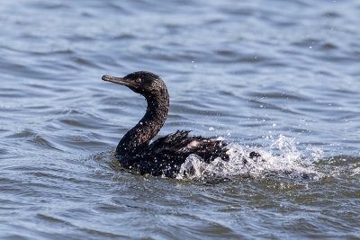 Pelagic Cormorant