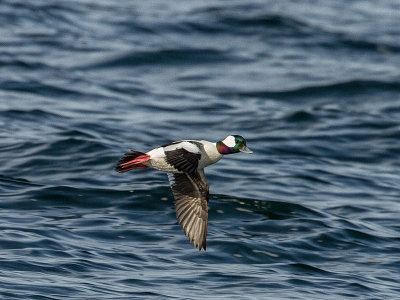 Bufflehead