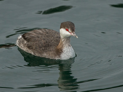 Horned Grebe