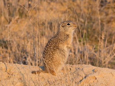 Washington Ground Squirrel