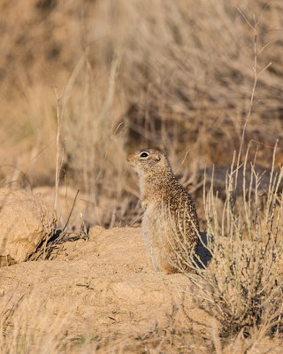 Washington Ground Squirrel