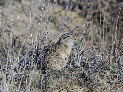 Washington Ground Squirrel