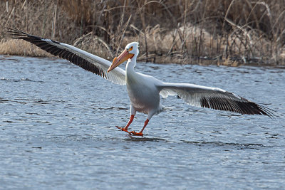 American White Pelican