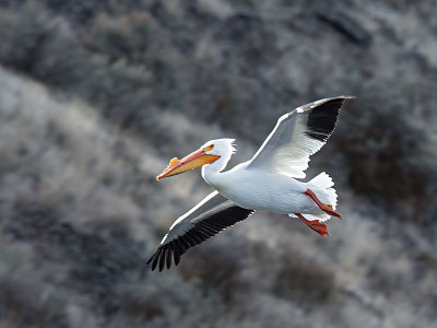 American White Pelican