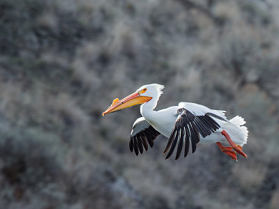 American White Pelican