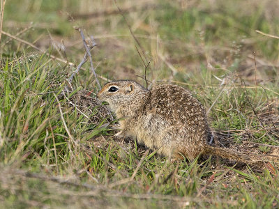 Washington Ground Squirrel