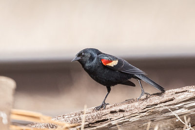 Tricolored Blackbird