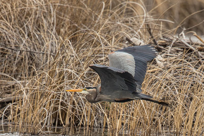 Great Blue Heron