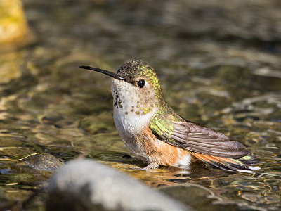 Rufous Hummingbird female