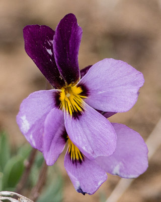 Sagebrush Violet