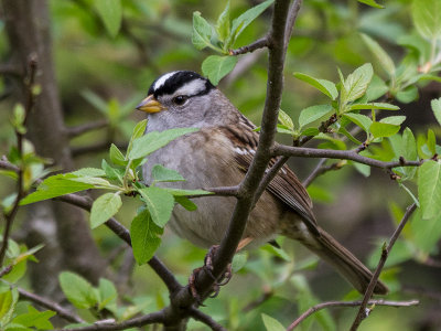 White-crowned Sparrow