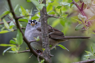 White-crowned Sparrow