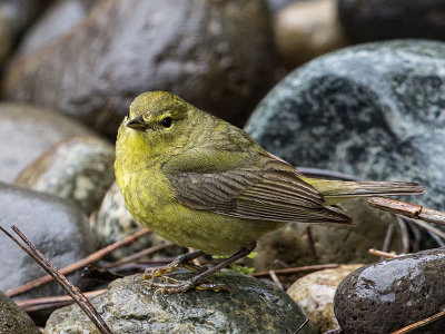 Orange-crowned Warbler