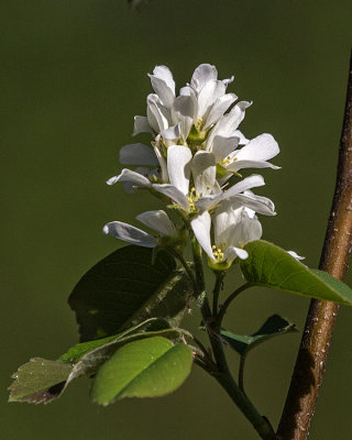 Service Berry blossom (Amelanchier alnifolia)