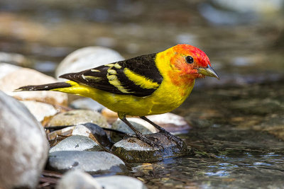 Western Tanager