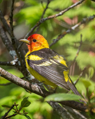 Western Tanager