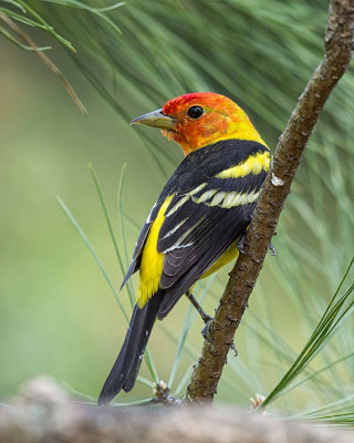 Western Tanager