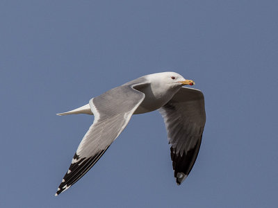 California Gull