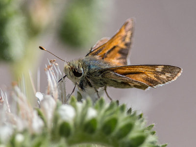 Idaho Branded Skipper