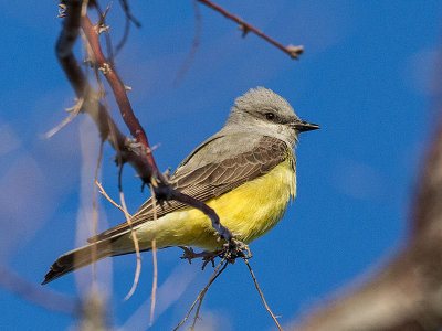 Flycatchers, Kingbirds and Shrikes