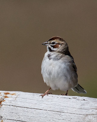 Lark Sparrow