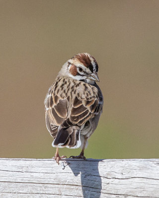 Lark Sparrow