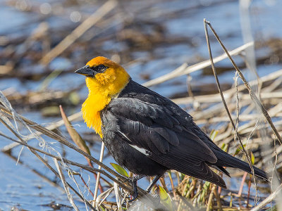 Yellow-headed Blackbird