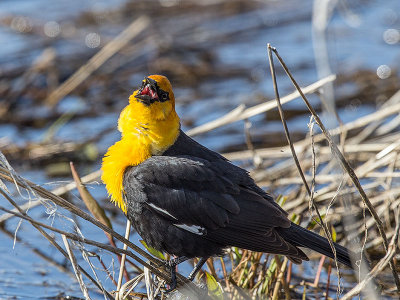 Yellow-headed Blackbird