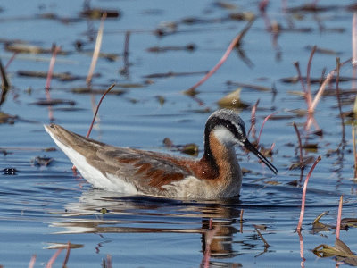 Wilson's Phalarope female