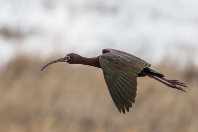 White-faced Ibis