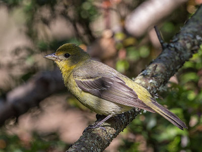 Western Tanager female