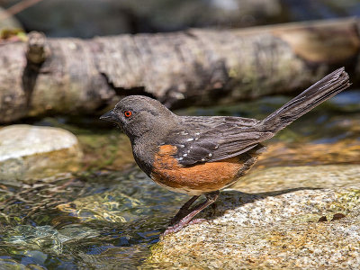 Spotted Towhee female