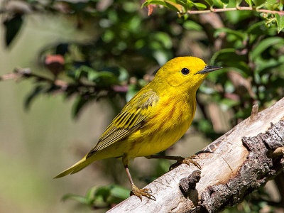 Yellow Warbler