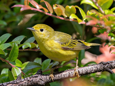 Yellow Warbler female