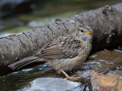 White-crowned Sparrow juvenile