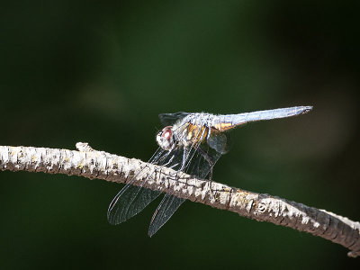 Blue Dasher (Pachydiplax longipennis)