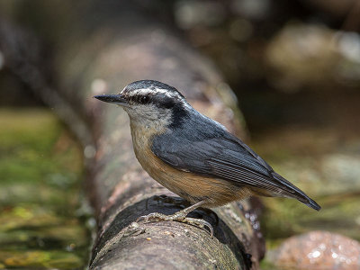 Red-breasted Nuthatch