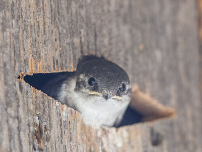Violet-green Swallow chick