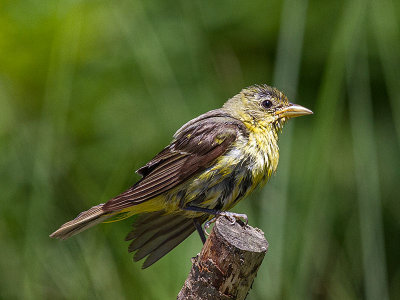 Western Tanager juvenile