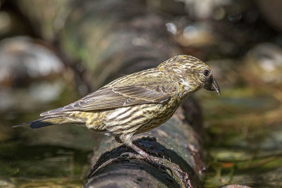 Red Crossbill juvenile